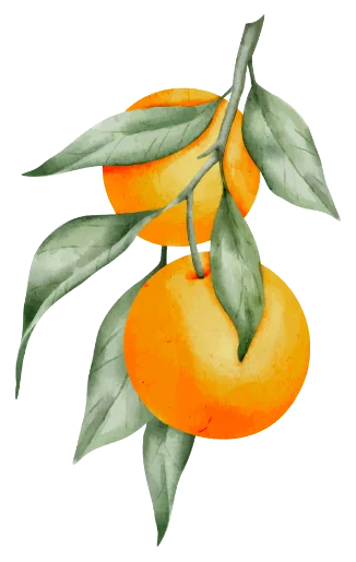 Aquarelle Studio Mandarine