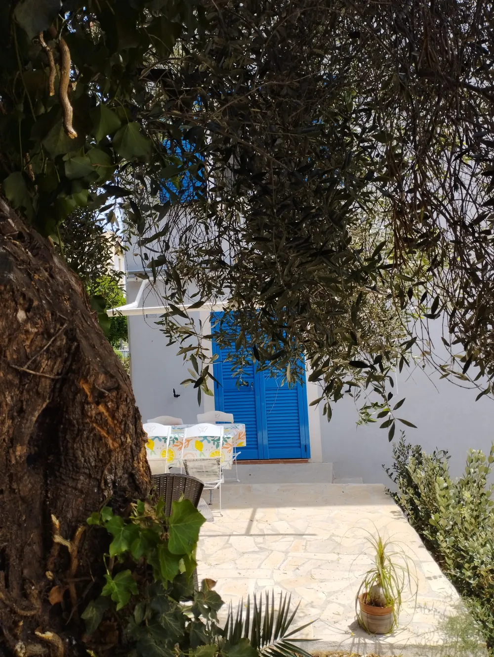 Entrée du gîte et son volet bleu sous l’olivier